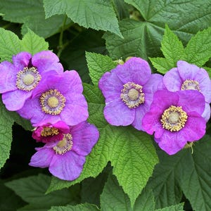 20 FRAMBOESA DE FLOR ROXA Sem espinhos comestíveis Rubus Odoratus Sementes de frutas vermelhas