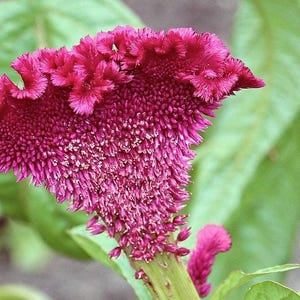 100 CORAL GARDENS Mix CELOSIA Cockscomb Celosia Argentea Cristata Flower Seeds