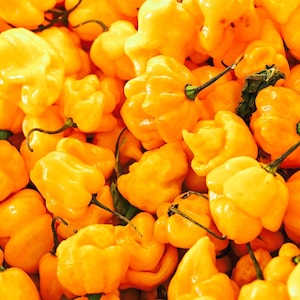 40 Yellow SCOTCH BONNET PEPPER very hot Jamaican Capsicum Chinense Vegetable Seeds