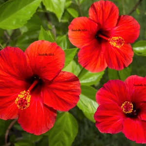 Hibiscus moscheutos Cairo Red 10 seeds Limited FREE SHIP Hibiscus moscheutos Cairo Red 10 seeds Limited FREE SHIP