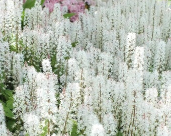 20 SUGAR SCOOP FOAMFLOWER White Tiarella Trifoliata Laceflower Flower Seeds