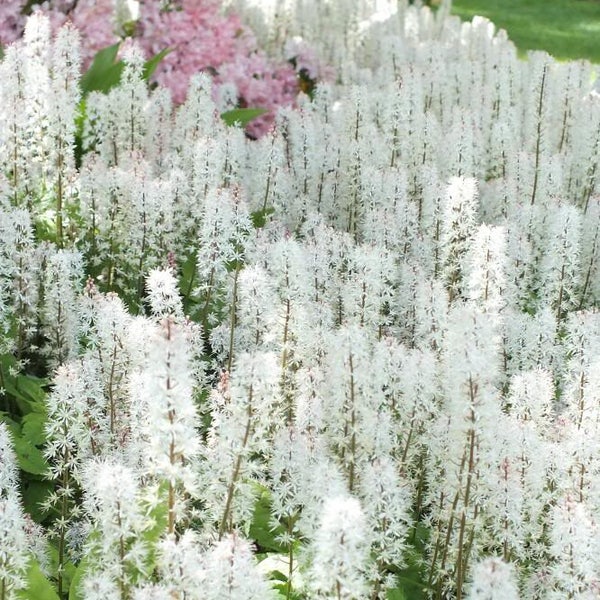 20 cuillères à sucre FLOAMFLOWER White Tiarella Trifoliata graines de fleurs de Laceflower