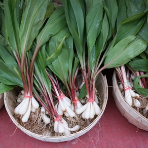 20 RAMP / WILD LEEK Allium Tricoccum Ramps Vegetable Herb White Shade Flower Seeds