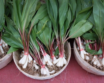 20 RAMP / WILD LEEK Allium Tricoccum Ramps Vegetable Herb White Shade Flower Seeds