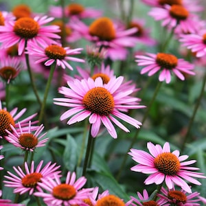 1000 PURPLE CONEFLOWER Echinacea Purpurea Heirloom Flower Herb Seeds image 10