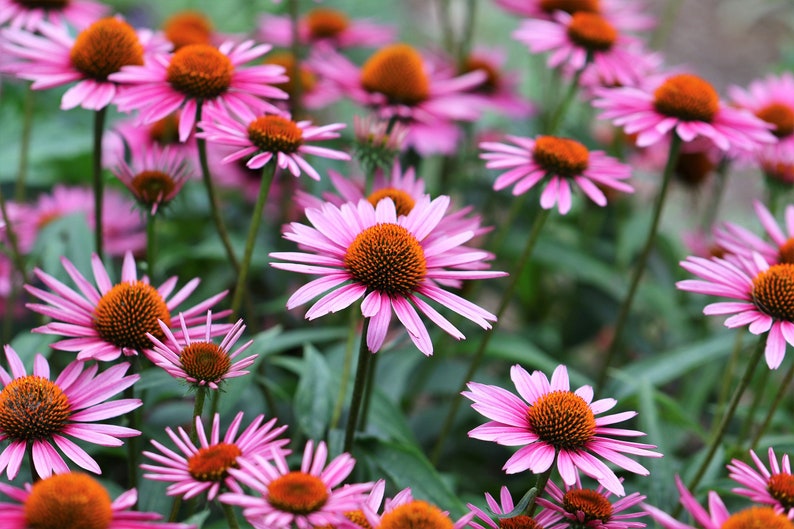 1000 PURPLE CONEFLOWER Echinacea Purpurea Heirloom Flower Herb Seeds image 10