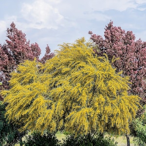 10 GOLDEN MIMOSA Acacia Baileyana Yellow Wattle Tree Flower Seeds *Comb S/H
