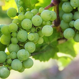 50 GREEN Dessert / Table GRAPE Vitis Vinifera Fruit Vine Seeds image 6