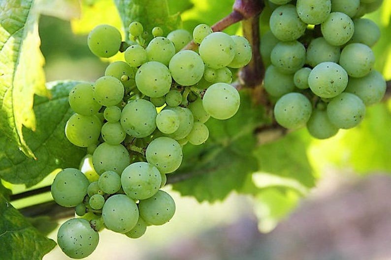 50 GREEN Dessert / Table GRAPE Vitis Vinifera Fruit Vine Seeds image 6