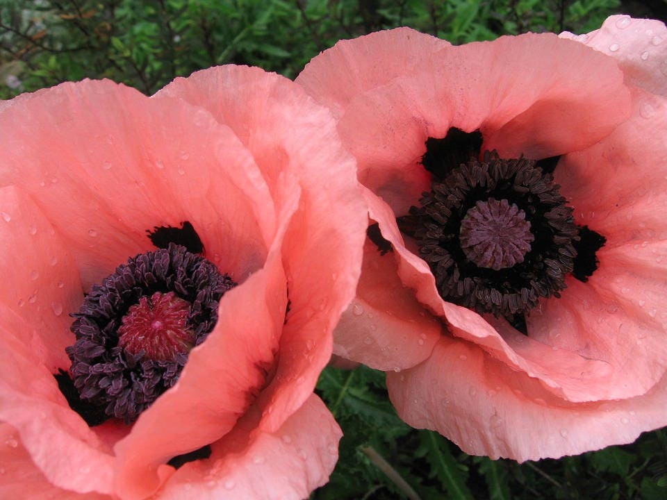 100 Princess Victoria Louise ORIENTAL POPPY Papaver Orientale Flower Seeds