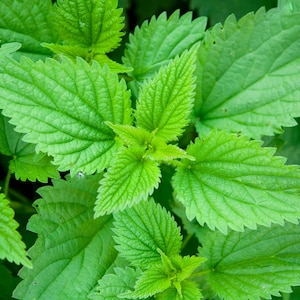 200 STINGING NETTLE Urtica Dioica (aka Common, California, or Bull Nettle / Tread Softly) Flower Seeds