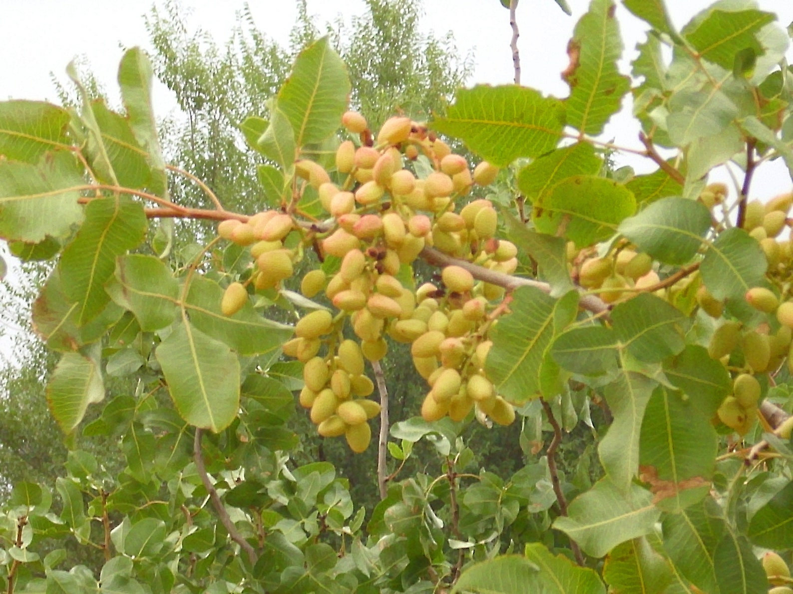 5 PISTACHIO NUT TREE Pistacia Vera Fruit Red Flowers Seeds combined