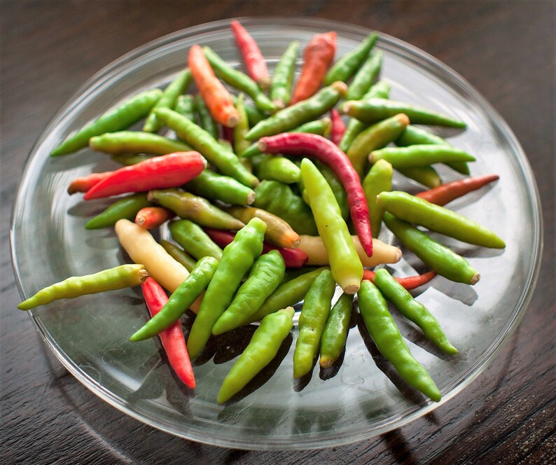 25 KOREAN Dark GREEN PEPPER Hot Chili Long Red Capsicum Annuum Etsy