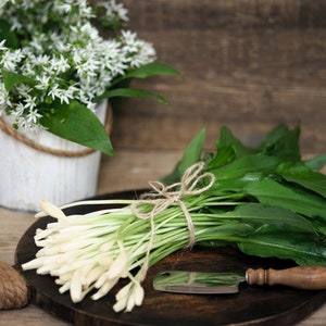 10 Bärlauch / WILD Bär KNOBLAUCH Allium Ursinum Pflanzenkraut weiße Blumensamen