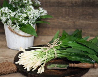 10 RAMSONS / AIL D’ours Sauvage Allium Ursinum Herbe Végétale Graines De Fleurs Blanches