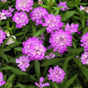 Semillas De Iberis Umbellata - Mix De Colores - Semillas Estrella