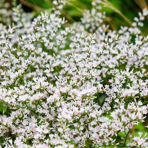 May include: Close-up of a cluster of small, white flowers with delicate pink tips. The flowers are densely packed together, creating a full, textured appearance. Green foliage provides a soft backdrop, enhancing the bright white blooms. The image captures the natural beauty of the floral arrangement.