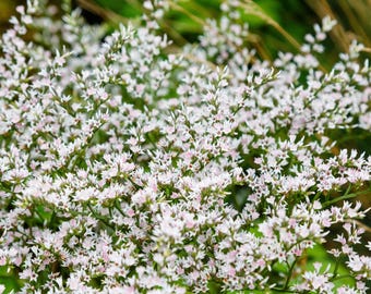 30 TYSKA STATIKEN Vita Havslavendel Goniolimon Tataricum Limonium Blomfrön