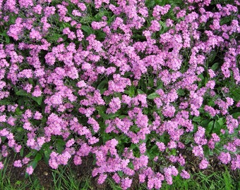 100 graines de fleurs d'ombre ou de soleil Victoria PINK FORGET Me NOT Myosotis Alpestris