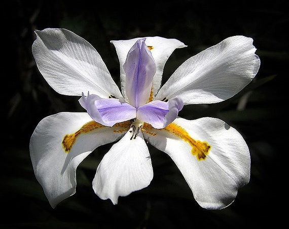 25 WHITE AFRICAN IRIS Fortnight Lily Dietes Iridioides Butterfly Flower Seeds 25 WHITE AFRICAN IRIS Fortnight Lily Dietes Iridioides Butterfly Flower Seeds