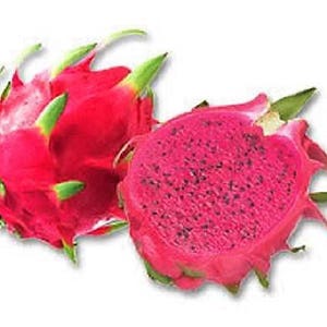 20 PURPLE DRAGON FRUIT (Pitaya / Pitahaya / Strawberry Pear) Hylocereus Undatus Cactus Seeds