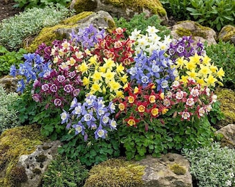 Mckana Giants Mix Columbine Flower Seeds - Etsy
