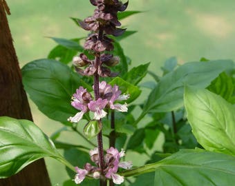 Details about   250 Thai HOLY BASIL Tulsi Ocimum Sanctum Tenuiflorum Herb Flower Seeds *Comb S/H 