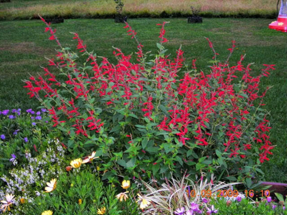 10 PINEAPPLE SAGE Red Salvia Elegans Herb / Flower Seeds comb Etsy