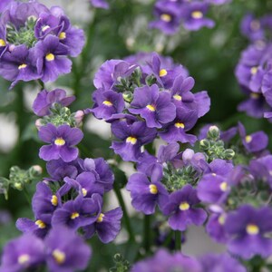 50 BLUE GEM NEMESIA Strumosa Flower Seeds *Flat Shipping