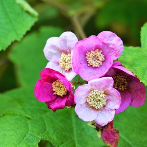 20 PURPLE FLOWERING RASPBERRY Thornless Edible Rubus Odoratus Fruit Berry Seeds image 6