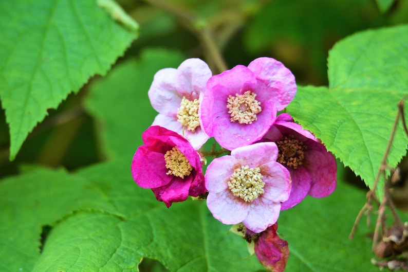 20 PURPLE FLOWERING RASPBERRY Thornless Edible Rubus Odoratus Fruit Berry Seeds image 6