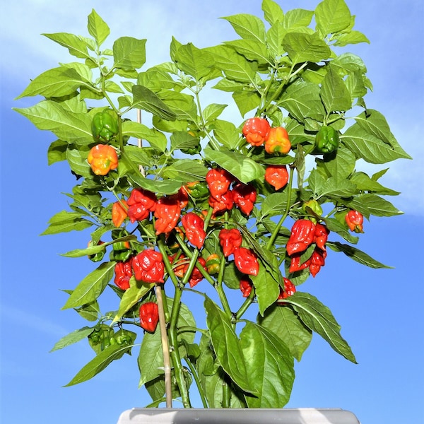 10 Roter CAROLINA REAPER PEPPER World's Hottest Capsicum Chinense Hot Chili Gemüsesamen