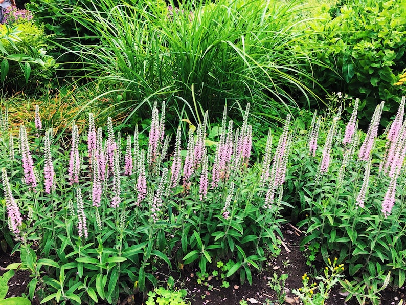 Veronica Raspberry 50 Pink VERONICA Longifolia / SPIKE SPEEDWELL Flower Seeds *flat ...