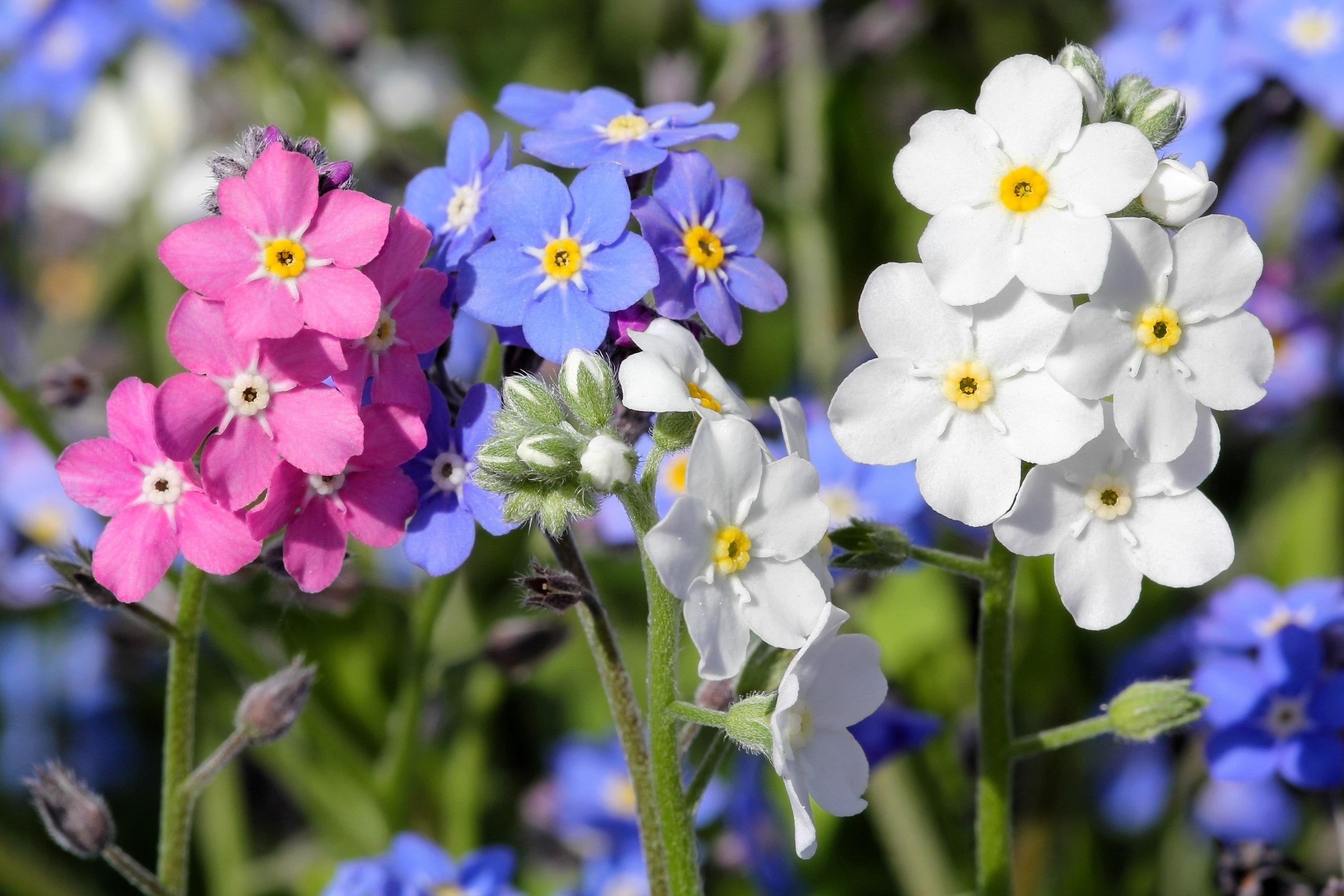 100 Mixed FORGET ME NOT Pink Blue White Mix Myosotis Alpestris