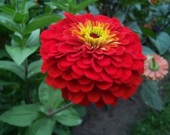 250 Red CHERRY QUEEN ZINNIA Elegans Flower Seeds