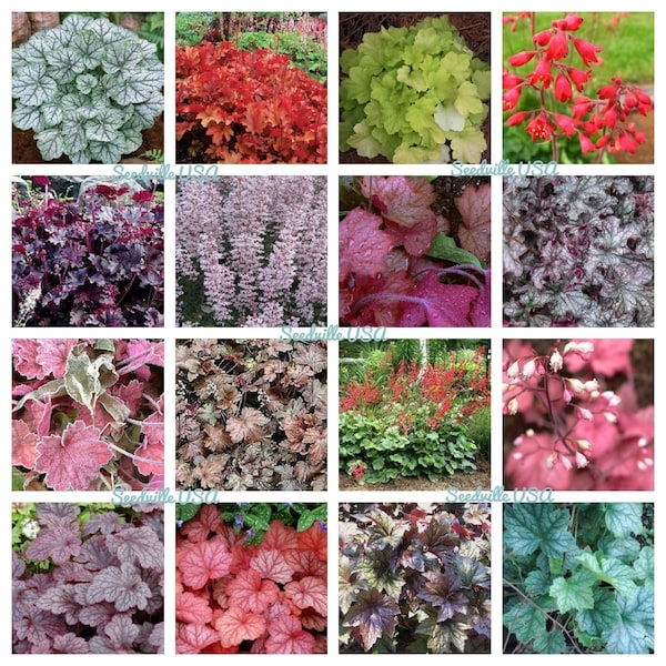 1200 couleurs mélangées CORAL BELLS HEUCHERA graines de fleurs d'ombre