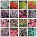 see more listings in the Perennial Flower Seeds section