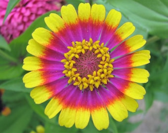 50 CAROUSEL MIX ZINNIA Elegans Carrousel Whirligig Mixed Colors Bicolor Flower Seeds