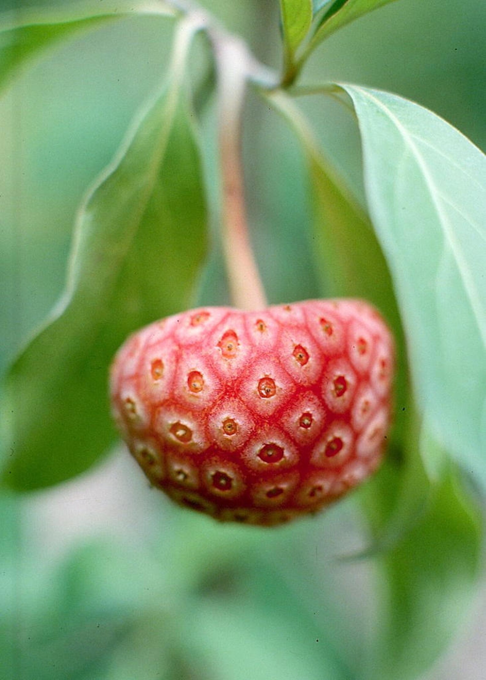 20 HIMALAYAN DOGWOOD / STRAWBERRY Tree White & Pink Flower Red Etsy