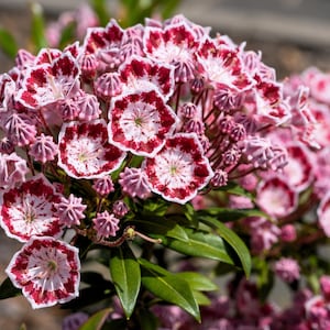 50 MOUNTAIN LAUREL White Pink Red Kalmia Latifolia Shrub Bush Seeds * Comb S/H