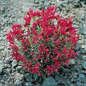 150 RED ROCK PURSLANE ' Ruby Tuesday ' Calandrinia Umbellata Flower Herb Seeds *Flat Shipping