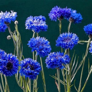 1000 Dwarf Blue BACHELORS BUTTON CORNFLOWER Centaurea Cyanus Flower Seeds