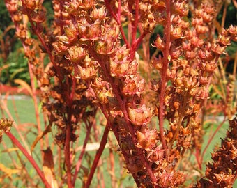 500 graines de fleurs de carambole Penthorum Sedoides, Virginie DITCH