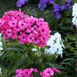 100 BRILLIANT PHLOX Drummondii Two Tone Pink Flower Seeds
