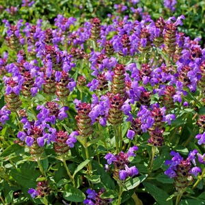 100 HEAL ALL Self Heal Prunella Vulgaris Purple Herb Flower Seeds