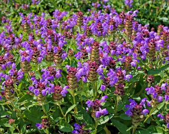 100 HEAL ALL Self Heal Prunella Vulgaris Purple Herb Flower Seeds