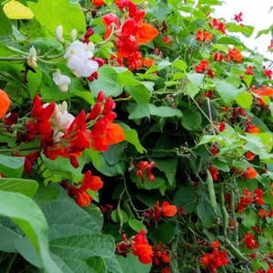 25 SCARLET RUNNER Pole BEAN Ornamental Red Flowers Phaseolus Vulgaris Vegetable Seeds