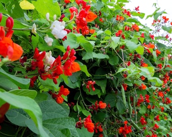 25 SCARLET RUNNER Pole BEAN Flores rojas ornamentales Phaseolus Vulgaris Semillas vegetales