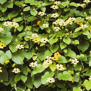 25 MIXED THUNBERGIA Alata VINE Black Eyed Susan Orange White Yellow Flower Seeds