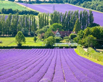 20 DWARF MUNSTEAD LAVENDER Blue English Lavandula Angustifolia Munstead Purple Fragrant Flower Herb Seeds